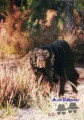 Setter Gordon IKE DU GRAND VALY Setter Gordon IKE DU GRAND VALY